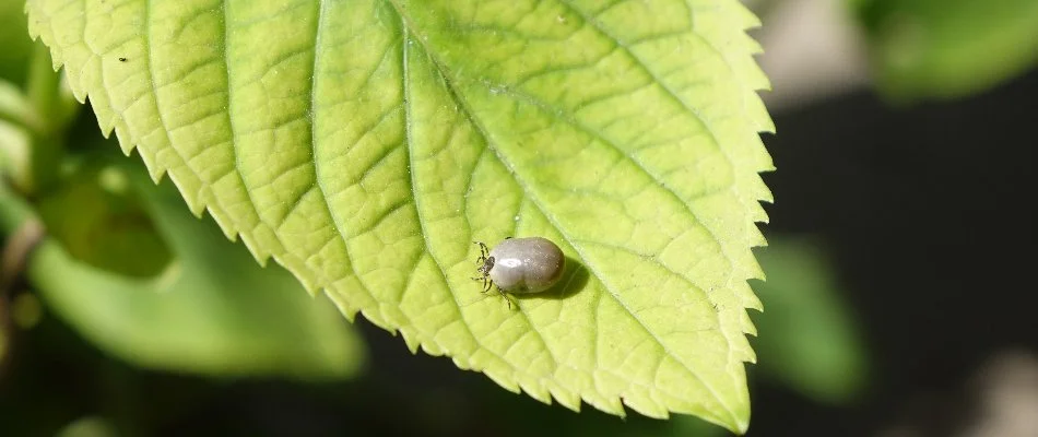 Large tick on a green leaf at a home in Charlotte, NC.