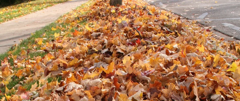 Leaves alongside a curb in Charlotte, NC.