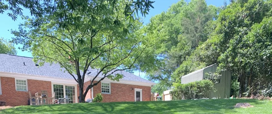 Lush green trees on a lawn in Indian Trail, NC.