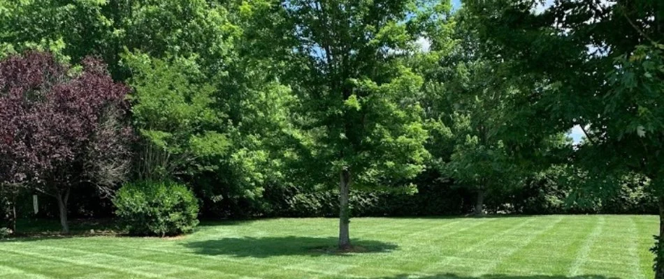 Lush, green trees on a lawn in Monroe, NC.