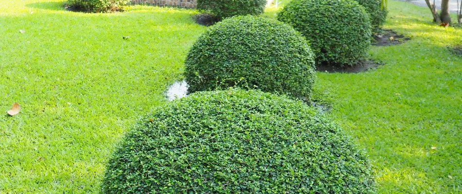 Lush, round shrubs on a lawn in Charlotte, NC.