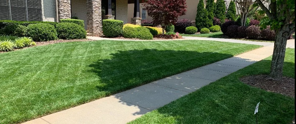 Manicured, green grass along a walkway in Huntersville, NC.