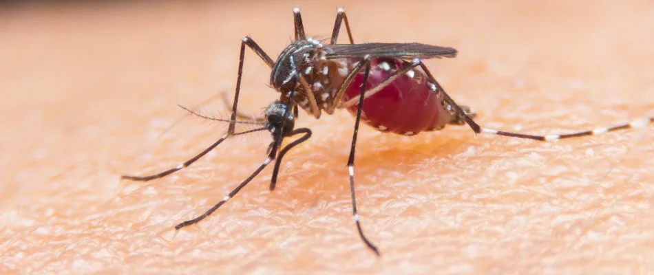 A mosquito in Charlotte, NC, biting skin.