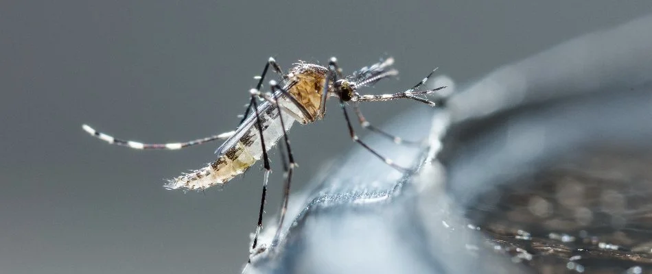 Mosquito on the edge of a water container in Charlotte, NC.