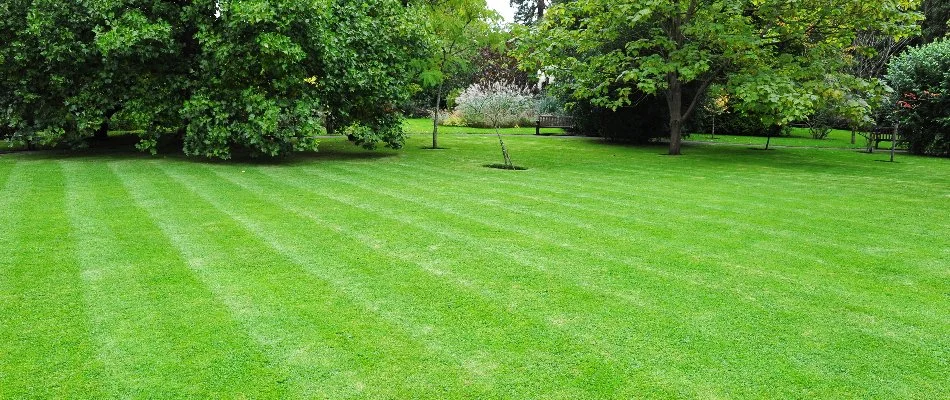 A recently mowed lawn in Charlotte, NC, with mowing patterns and various trees on the lawn.