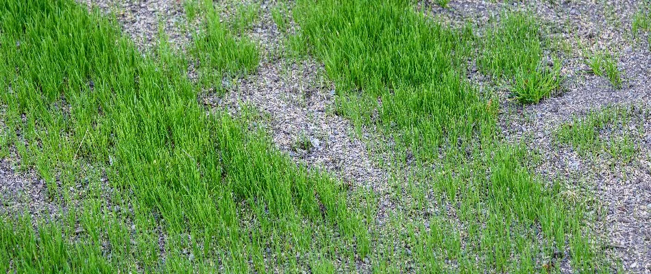 Seeds spread on a patchy lawn in Charlotte, NC.