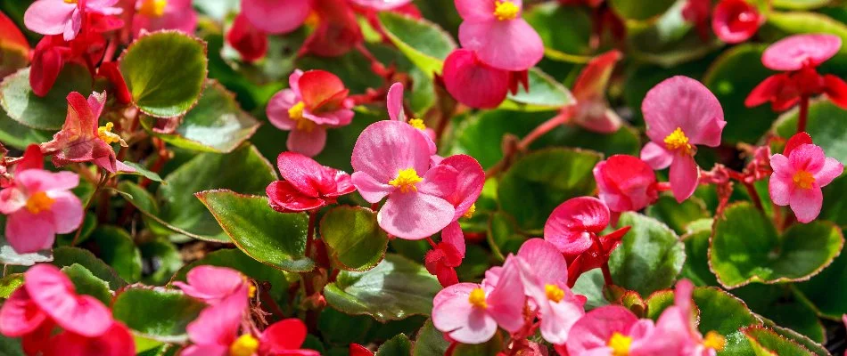 Pink begonia flowers in Charlotte, NC.