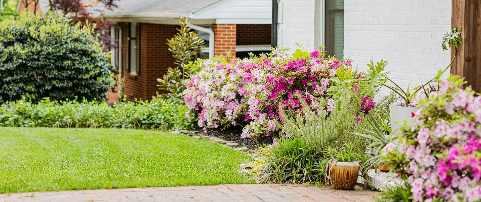 Pink flowering shrubs and other plants in a landscape in Charlotte, NC.