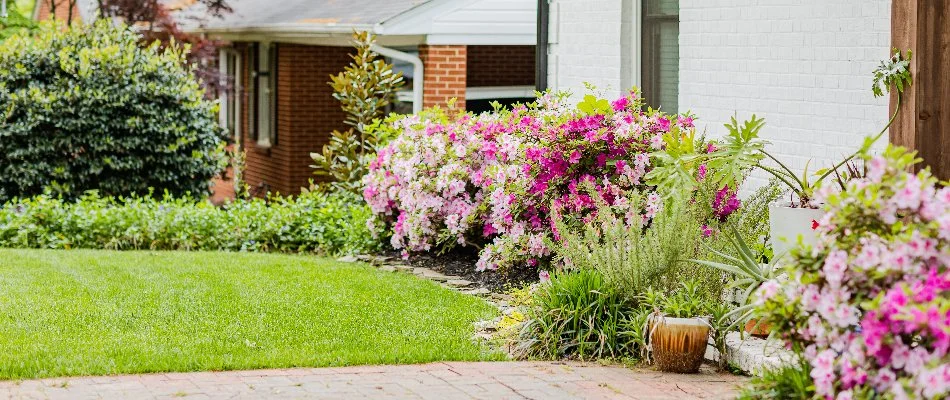 Pink, flowering shrubs and plants along grass in Davidson, NC.