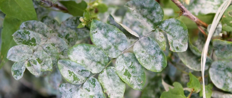 Powdery mildew on plant leaves in Charlotte, NC.