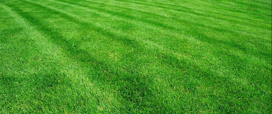 Freshly mowed lawn in Weddington, NC.