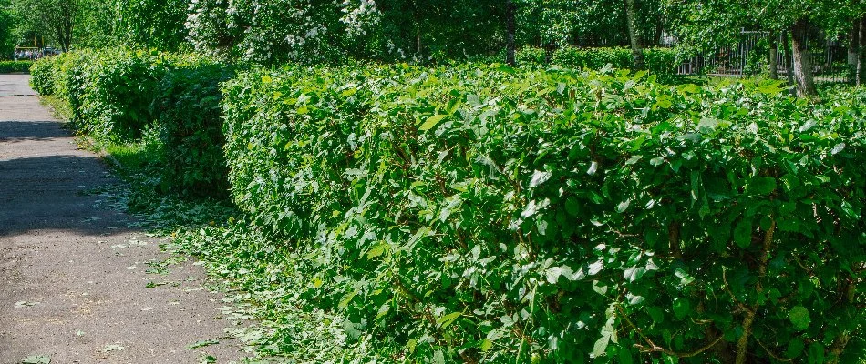 Recently trimmed shrubs along a driveway in Charlotte, NC.