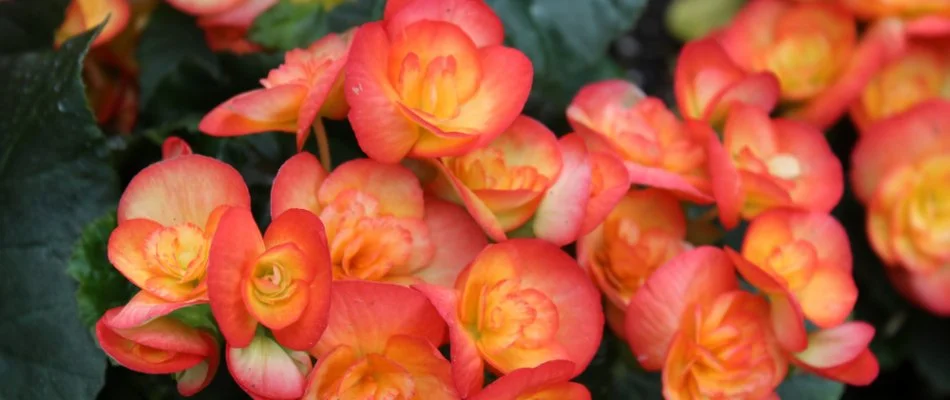 Red and orange begonias for landscaping in Charlotte, NC.