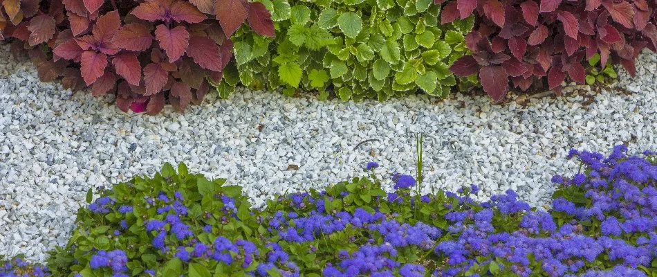 A rock landscape bed in Charlotte, NC, with plants and purple flowers.