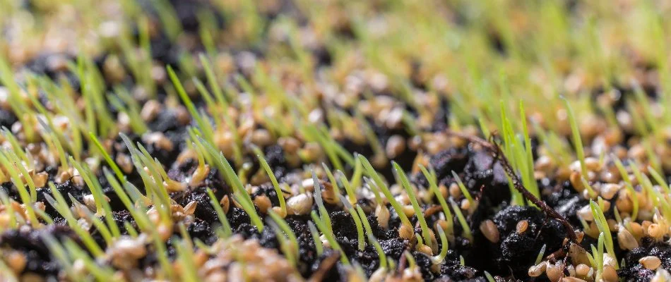 Seedlings growing in a new lawn in Charlotte, NC.