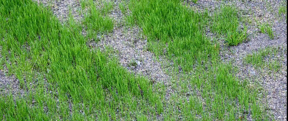 Seeds filling in bare patches on a lawn in Charlotte, NC.