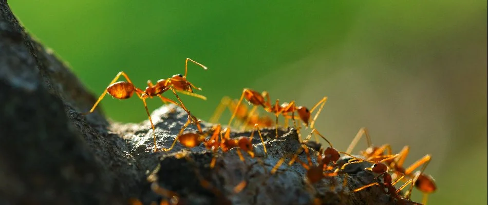 Several fire ants on the ground in Charlotte, NC.