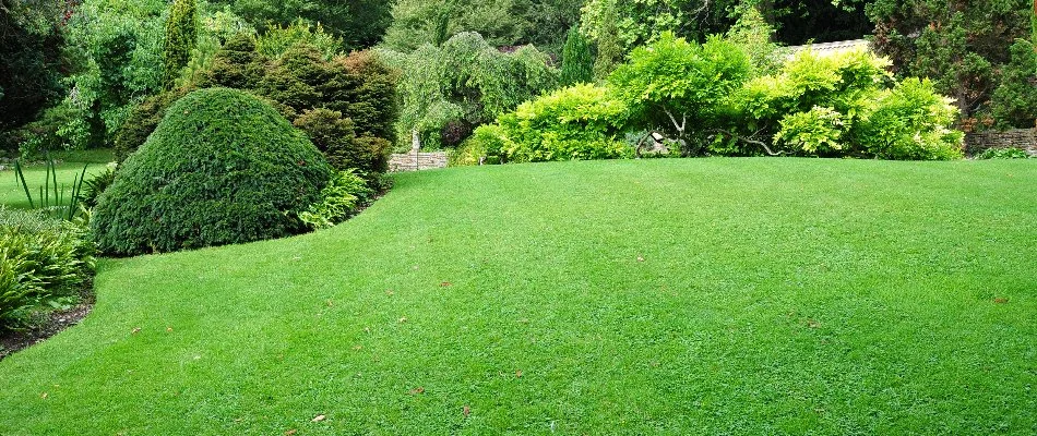 Shrubs around a green lawn in Fort Mill, SC.