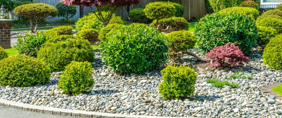 Shrubs in a rock landscape in Charlotte, NC.