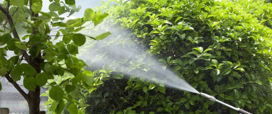 Spraying shrubs at home in Matthews, NC.