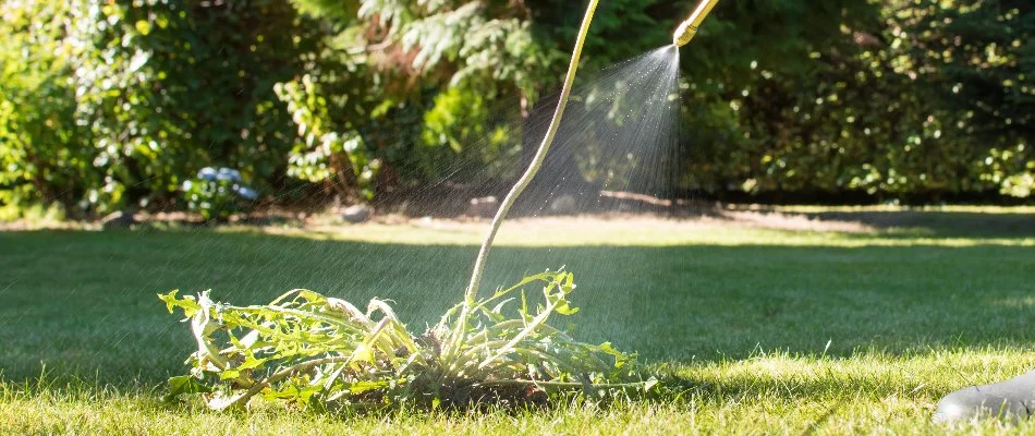 Spraying dandelion on a lawn in Charlotte, NC, with a weed control treatment.