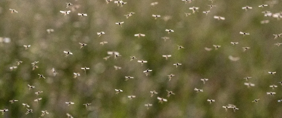 A swarm of mosquitoes in Charlotte, NC.