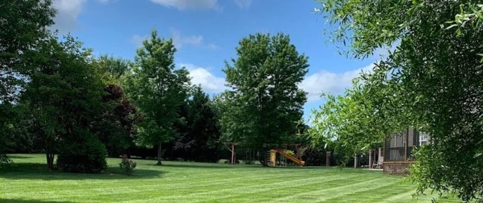 Tall green trees on a lawn in Rock Hill, SC.