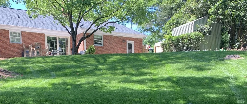 Thick green grass with trees in Rock Hill, SC.