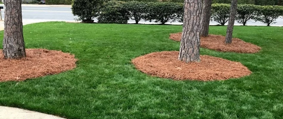 Thick green lawn with a few trees in Indian Trail, NC.