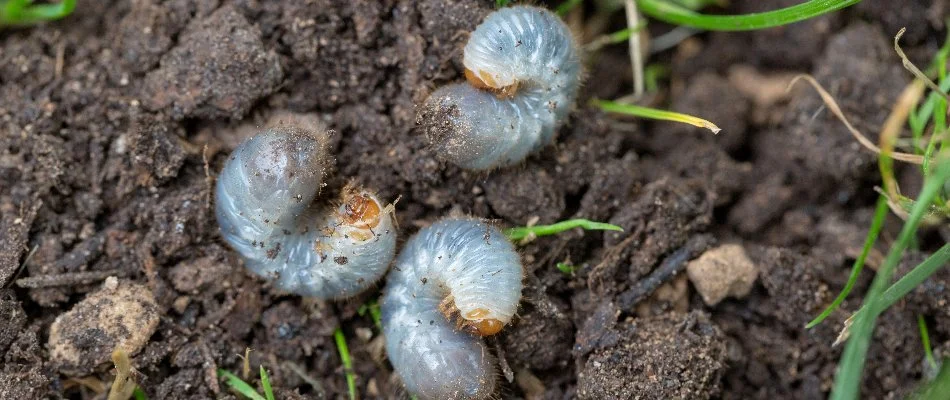 Several grubs found on a lawn in Charlotte, NC.