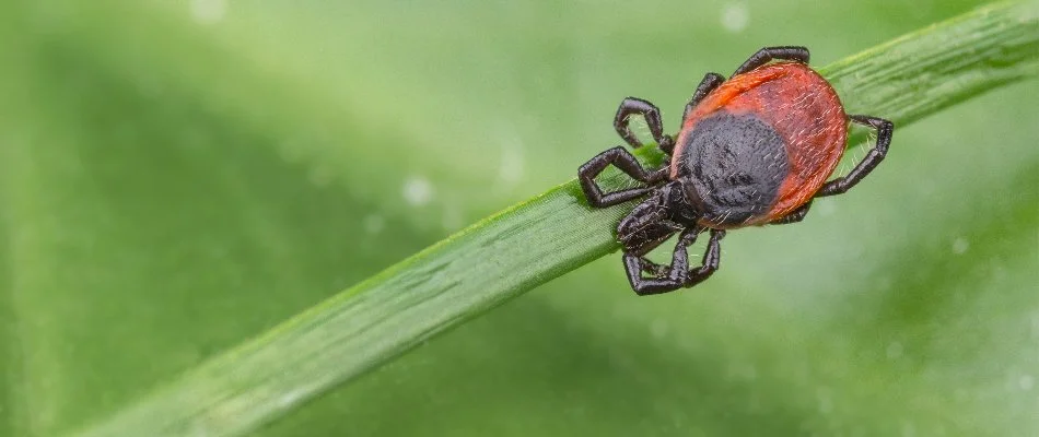 Tick found on a blade of grass in Wesley Chapel, NC.