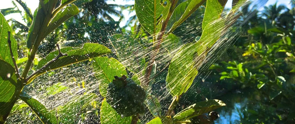 Treating a tree in Huntersville, NC, with an insect control treatment.