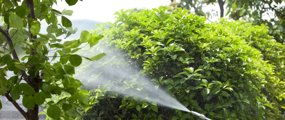 Shrubs and trees in Charlotte, NC, being treated for disease.