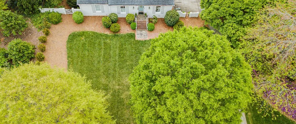 Lush tree canopy and round shrubs on a green lawn in Mooresville, NC.