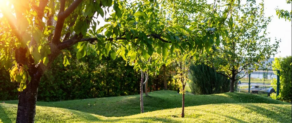 Several trees on a lawn in Charlotte, NC, with the sun shinning through.