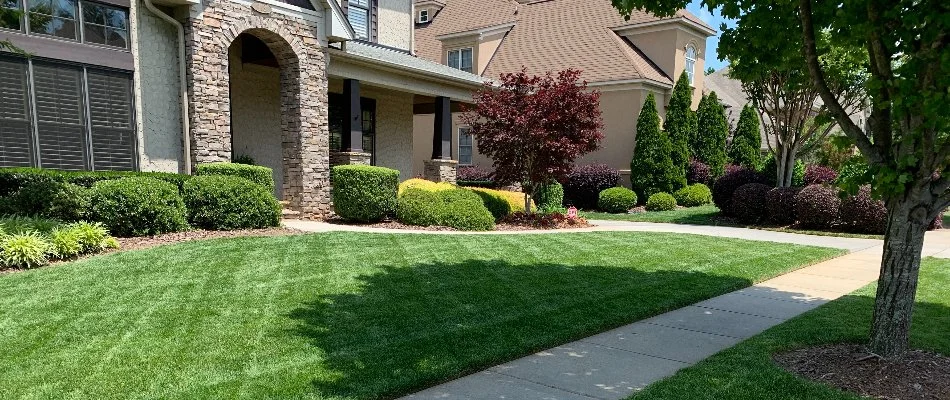 Trees and shrubs beside a green lawn on a residential property in Charlotte, NC.