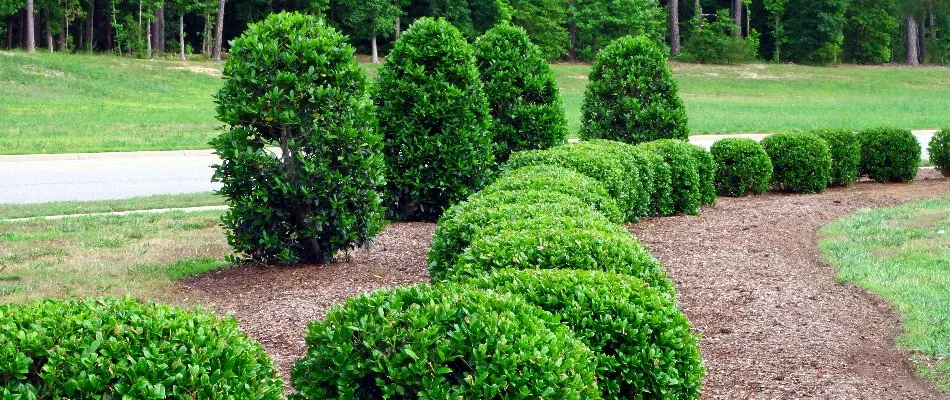 Trimmed shrubs on a landscape with mulch in Fort Mill, SC.