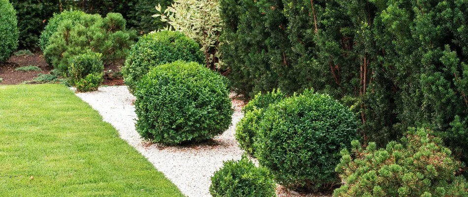 Trimmed shrubs with neat shape in Charlotte, NC.