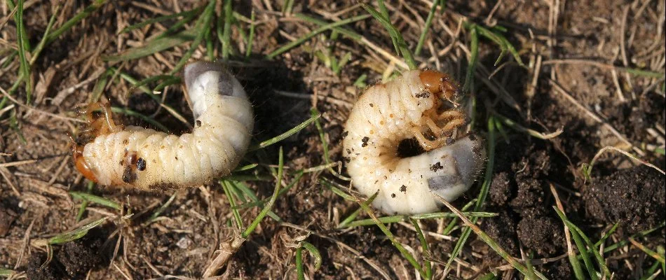 Two white grubs in soil on a lawn in Charlotte, NC.