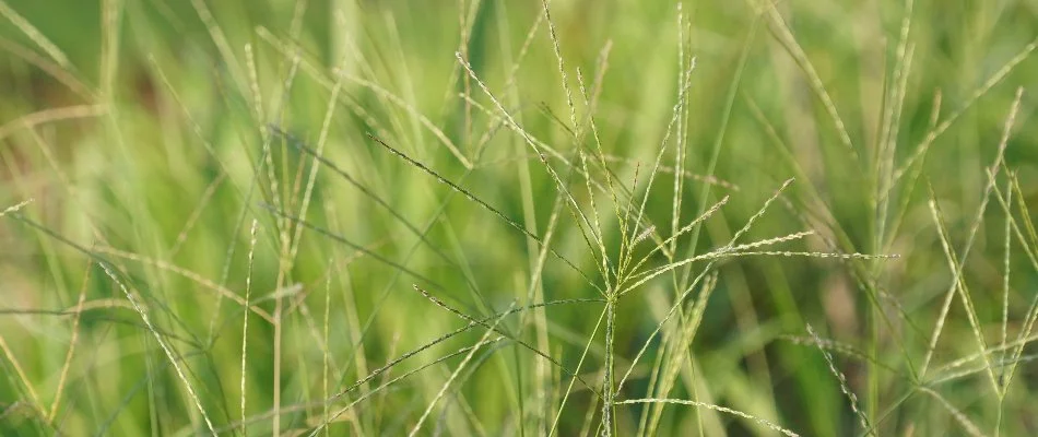 Tall weeds on a lawn in Charlotte, NC.