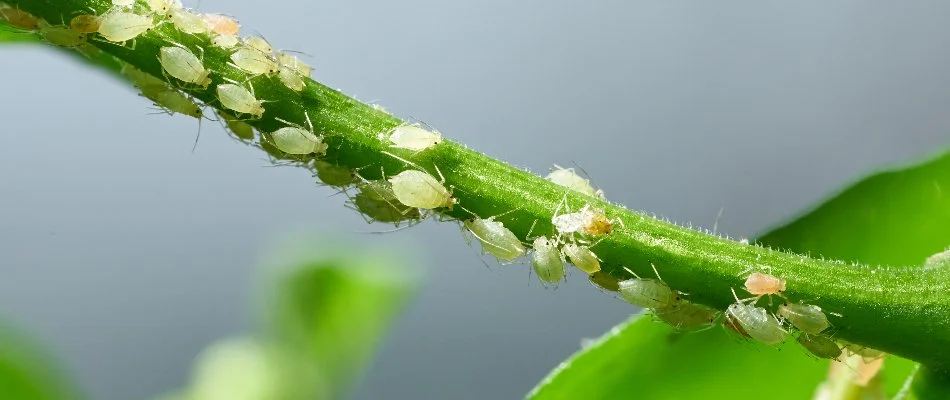 White aphid insects on a green stem of a plant in Charlotte, NC.