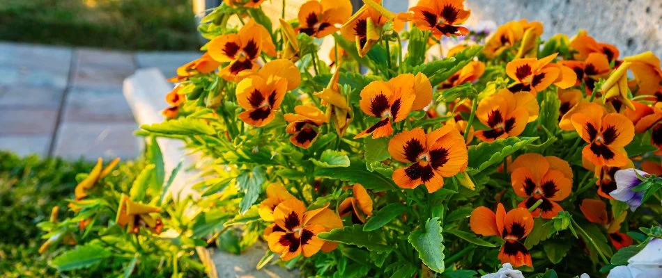 Pansies growing in the front yard of a home in Davidson, NC.