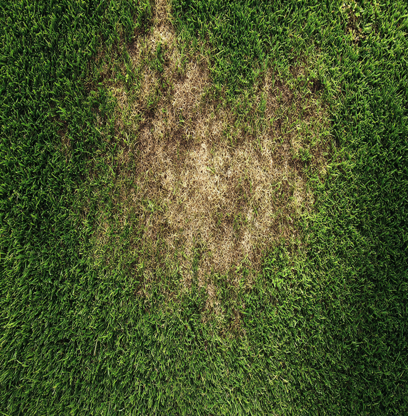 Lawn with brown patch disease showing dead grass contrasting with healthy green turf, illustrating the impact of fungal infections on lawn health.