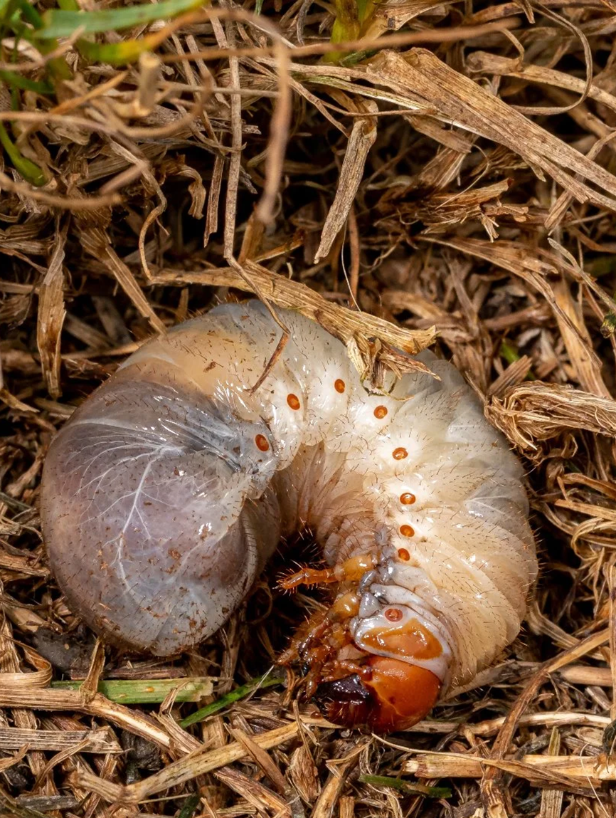 Grub worm lying on dry grass, highlighting pest control concerns for lawn health.