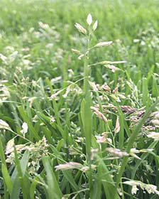 Poa annua (annual bluegrass) with distinctive white seed heads among fescue grass, illustrating the invasive weed's growth and potential to create bare patches in lawns.