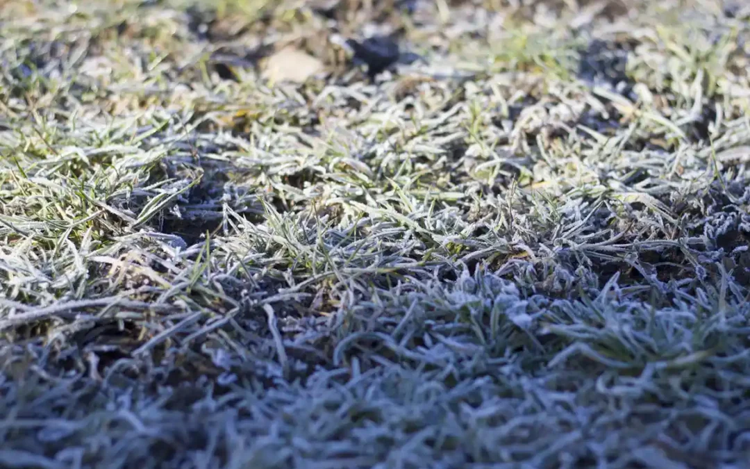 Why Do I Need Lawn Treatments When It’s So Cold Outside?
