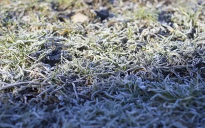 Why Do I Need Lawn Treatments When It&rsquo;s So Cold Outside?