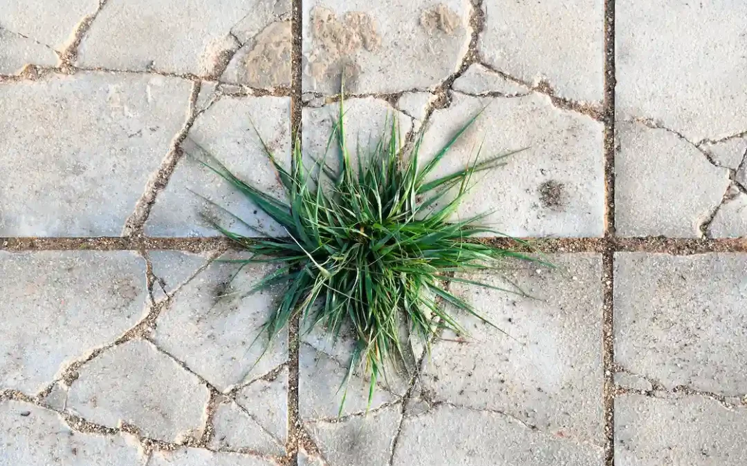 What can we do about crabgrass?