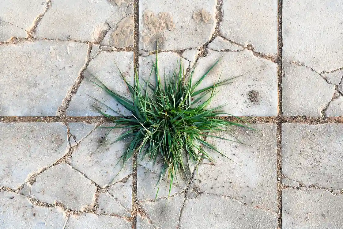 crabgrass-growing-through-pavement