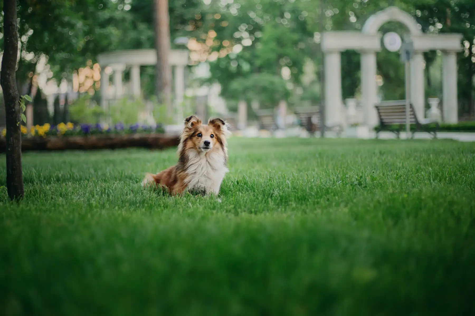 Friends relaxing on a thick, healthy Charlotte lawn free of weeds